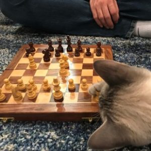 Profile photo of Wenyu