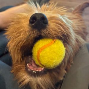 Profile photo of Denny I