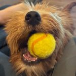 Profile photo of Denny I