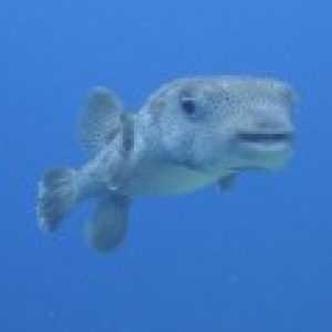 Profile photo of Jeroen