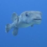 Profile photo of Jeroen